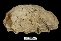 藏品(長硨磲蛤)的圖片